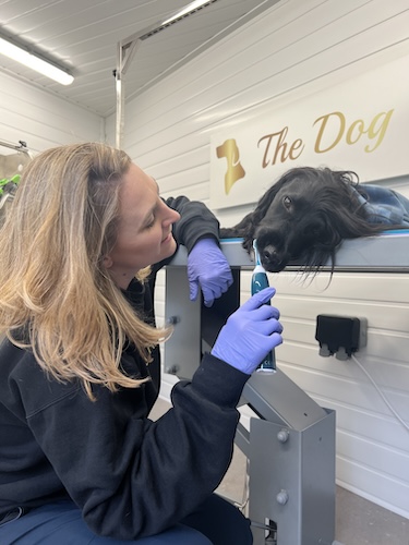 Dog Healthcare Worplesdon Canine Teeth Cleaning