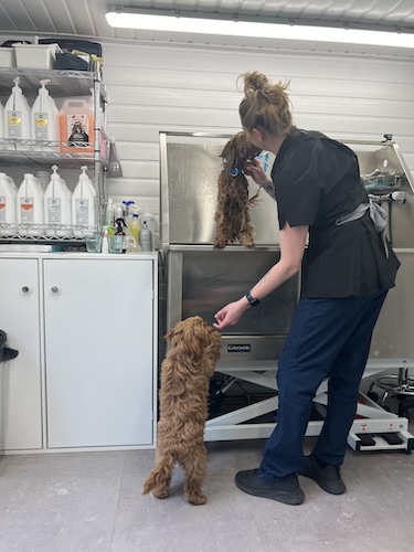 Professional Dog Teeth Cleaning Worplesdon Surrey